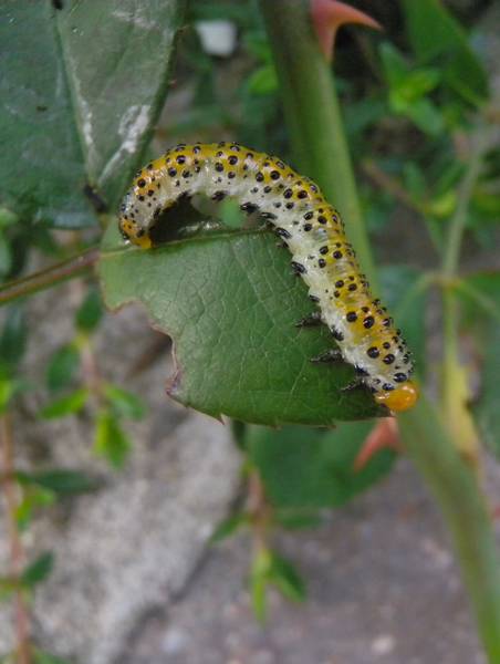 Larva da identificare